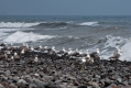 499_Madera_Sao Vicente